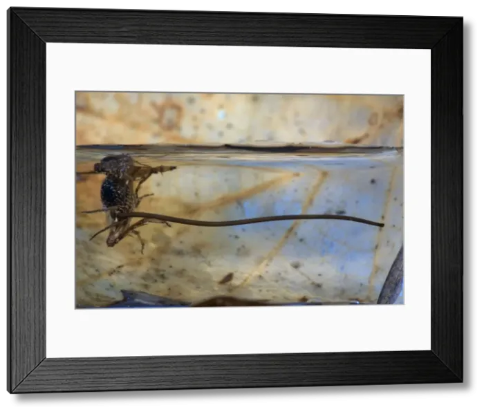 Framed Print : Wood cricket - When the cricket is in water, the Gordian Worm, Paragordius tricuspidatus, emerges from its abdomen. Europe Framed Print : Wood cricket - When the cricket is in water, the Gordian Worm, Paragordius tricuspidatus, emerges from its abdomen. Europe