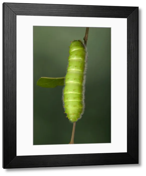 Framed Print : Giant Silk Moth - Caterpillar (L5) South America Framed Print : Giant Silk Moth - Caterpillar (L5) South America