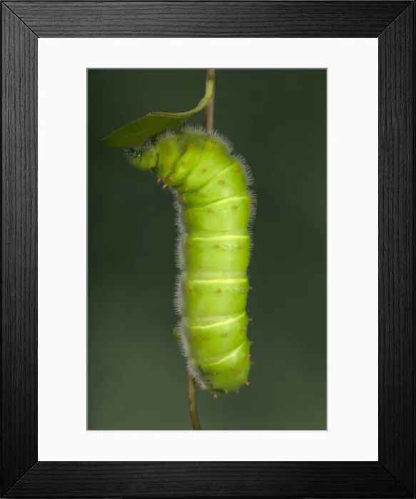 Framed Print : Giant Silk Moth - Caterpillar (L5). South America Framed Print : Giant Silk Moth - Caterpillar (L5). South America