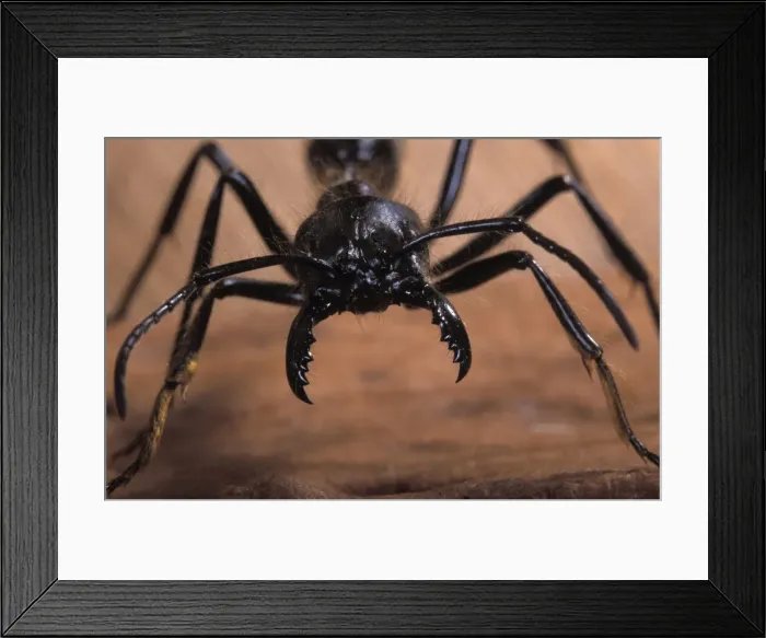 Framed Print : Ant's head. South America Framed Print : Ant's head. South America