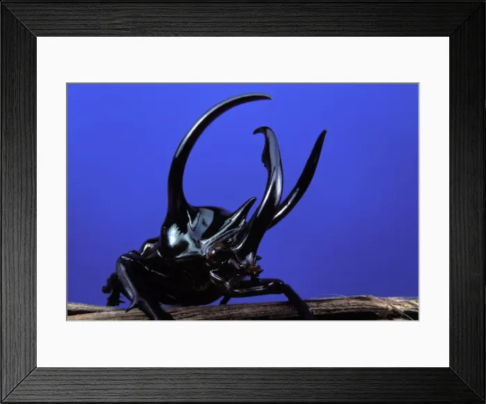Framed Print : Scarab beetle Malaysia Framed Print : Scarab beetle Malaysia