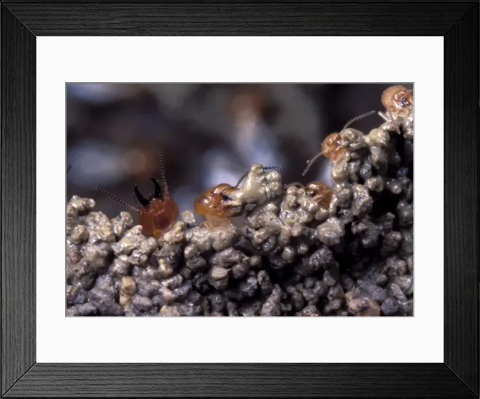 Framed Print : Termites building a wall. Zambia Framed Print : Termites building a wall. Zambia