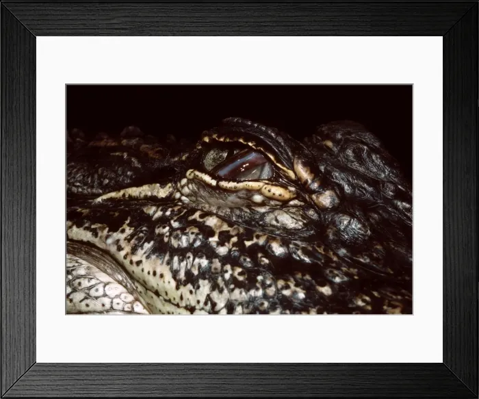 Framed Print : Mississippi's Alligator - half closed eye Framed Print : Mississippi's Alligator - half closed eye