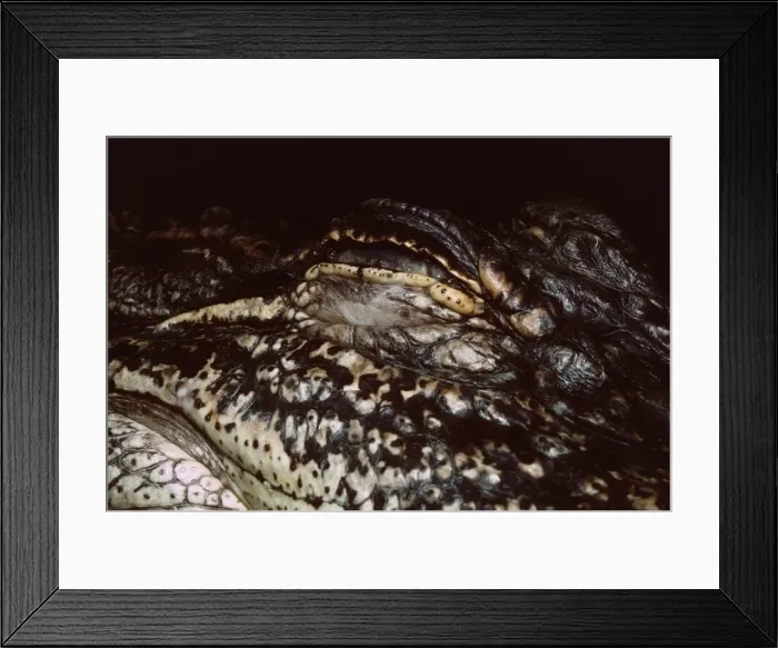 Framed Print : Mississippi's Alligator - closed eye Framed Print : Mississippi's Alligator - closed eye