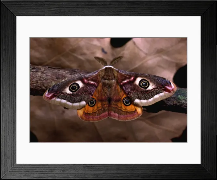 Framed Print : Emperor Moth. - male. Europe Framed Print : Emperor Moth. - male. Europe