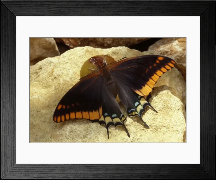 Framed Print : Twin-tailed  /  Two-tailed Pasha  /  Foxy Charaxes