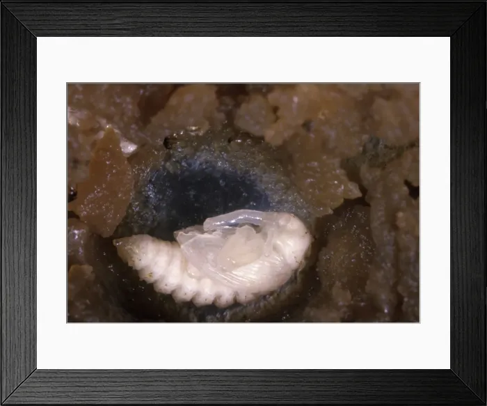 Framed Print : Cotton Weevil Framed Print : Cotton Weevil