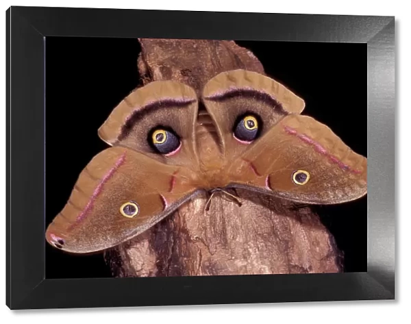 Polyphemus Moth - Intimidation posture. The eyed-wings look like an ired gaze. Arizona, USA