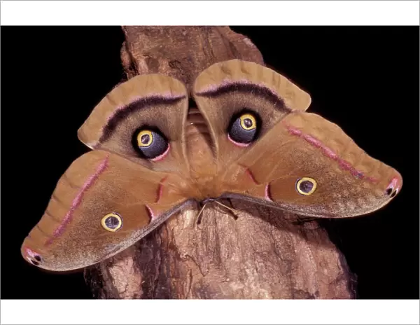 Polyphemus Moth - Intimidation posture. The eyed-wings look like an ired gaze. Arizona, USA