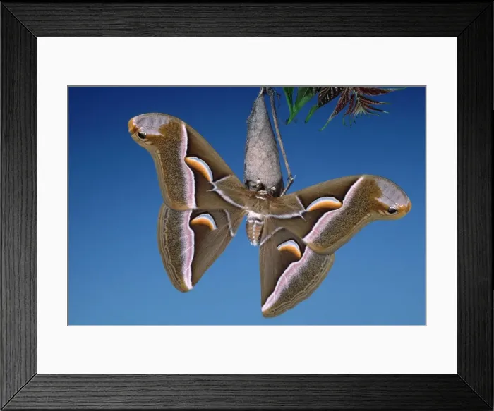 Framed Print : Ailanthus / Cynthia Silkmoth - on its cocoon. South east asia, acclimatized in France Framed Print : Ailanthus / Cynthia Silkmoth - on its cocoon. South east asia, acclimatized in France
