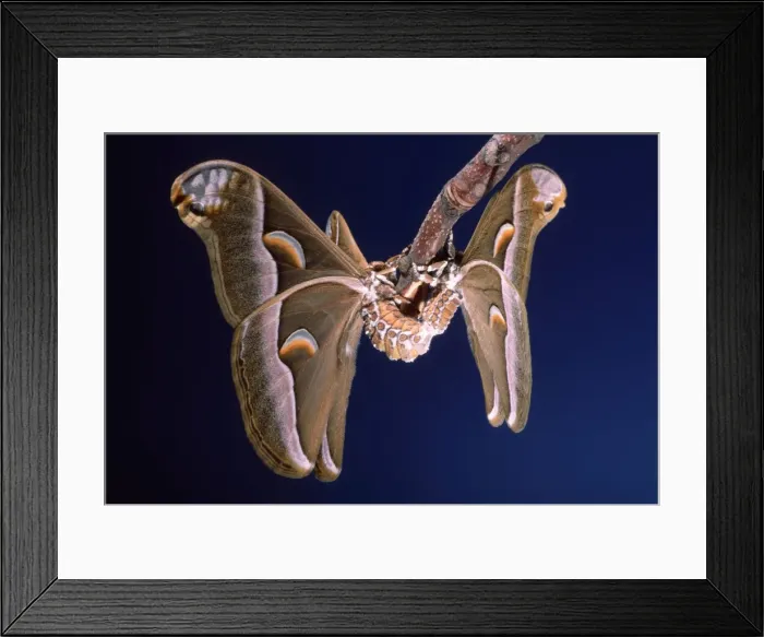 Framed Print : Ailanthus / Cynthia Silkmoth - mating on female's cocoon South East Asia, acclimatized in France Framed Print : Ailanthus / Cynthia Silkmoth - mating on female's cocoon South East Asia, acclimatized in France