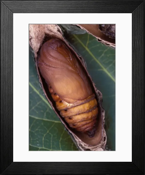 Framed Print : Ailanthus  /  Cynthia Silkmoth - chrysalis. South East Asia, acclimatized in France