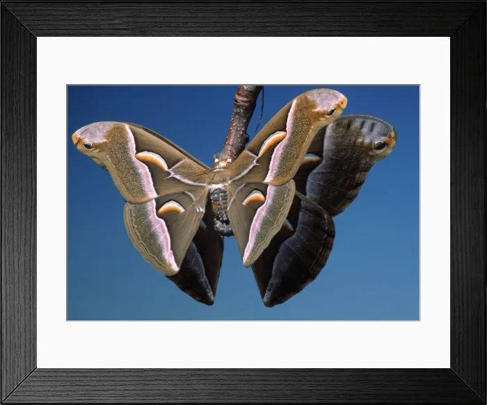 Framed Print : Ailanthus / Cynthia Silkmoth - on female's cocoon. South East Asia, acclimatized in France Framed Print : Ailanthus / Cynthia Silkmoth - on female's cocoon. South East Asia, acclimatized in France