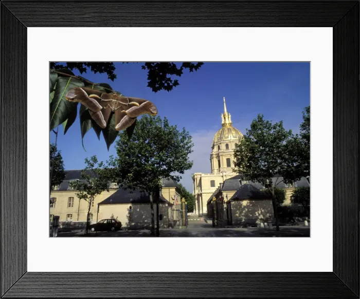 Framed Print : Ailanthus / Cynthia Silkmoth - on leaves in front of the “Invalides” in Paris. South East Asia, acclimatized in France Framed Print : Ailanthus / Cynthia Silkmoth - on leaves in front of the “Invalides” in Paris. South East Asia, acclimatized in France