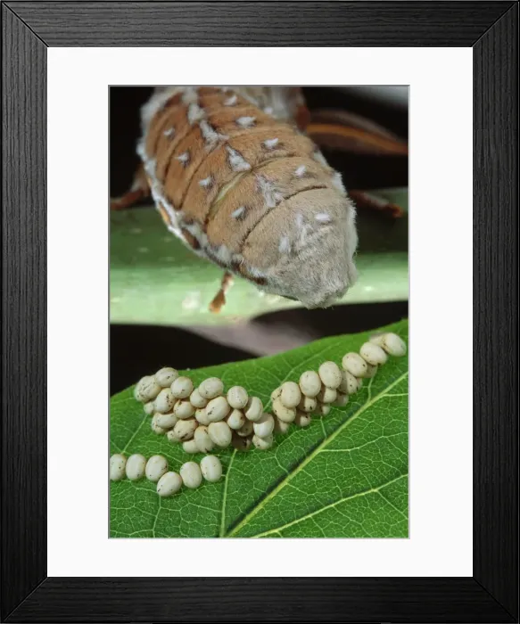 Framed Print : Ailanthus / Cynthia Silkmoth - female laying its eggs on a Tree-of-heaven's leave. South East Asia, acclimatized in France Framed Print : Ailanthus / Cynthia Silkmoth - female laying its eggs on a Tree-of-heaven's leave. South East Asia, acclimatized in France