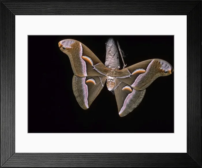 Framed Print : Ailanthus / Cynthia Silkmoth - on its cocoon. South East Asia, acclimatized in France Framed Print : Ailanthus / Cynthia Silkmoth - on its cocoon. South East Asia, acclimatized in France