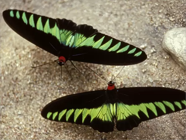 Rajah Brooke Butterflies - sucking sulphur spring. Malaysia