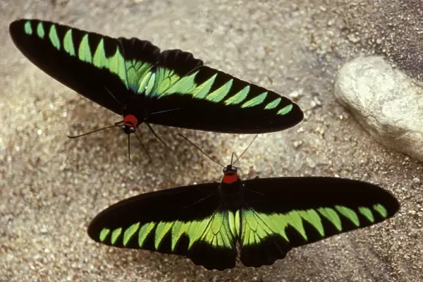 Rajah Brooke Butterflies - sucking sulphur spring. Malaysia