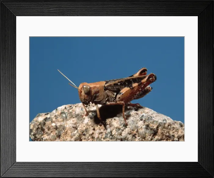 Framed Print : Italian locust. Europe Framed Print : Italian locust. Europe