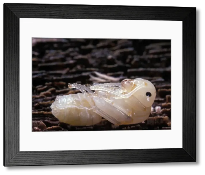 Framed Print : Ant's Nymp Europe Framed Print : Ant's Nymp Europe