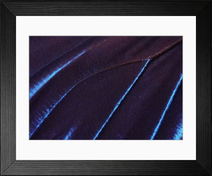Framed Print : Morpho Butterfly - the color of its wings depend of the angle of the light. French Guiana Framed Print : Morpho Butterfly - the color of its wings depend of the angle of the light. French Guiana