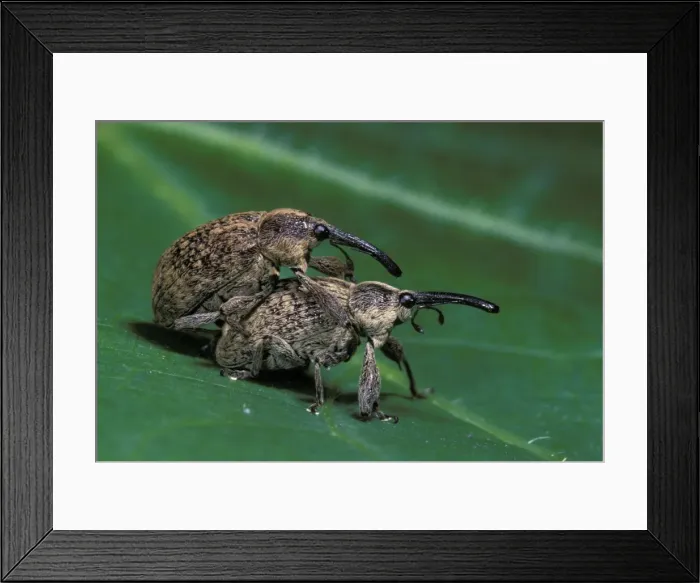 Framed Print : Cotton Weevil - pair mating Framed Print : Cotton Weevil - pair mating
