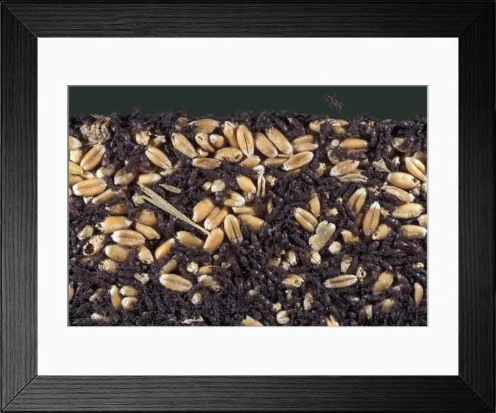 Framed Print : Wheat Weevil Framed Print : Wheat Weevil