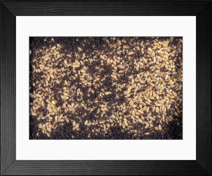 Framed Print : Wheat Weevil Framed Print : Wheat Weevil