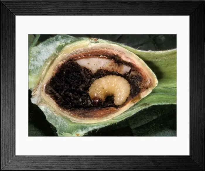 Framed Print : Hazelnut Weevil - larva in an hazelnut. Europe Framed Print : Hazelnut Weevil - larva in an hazelnut. Europe