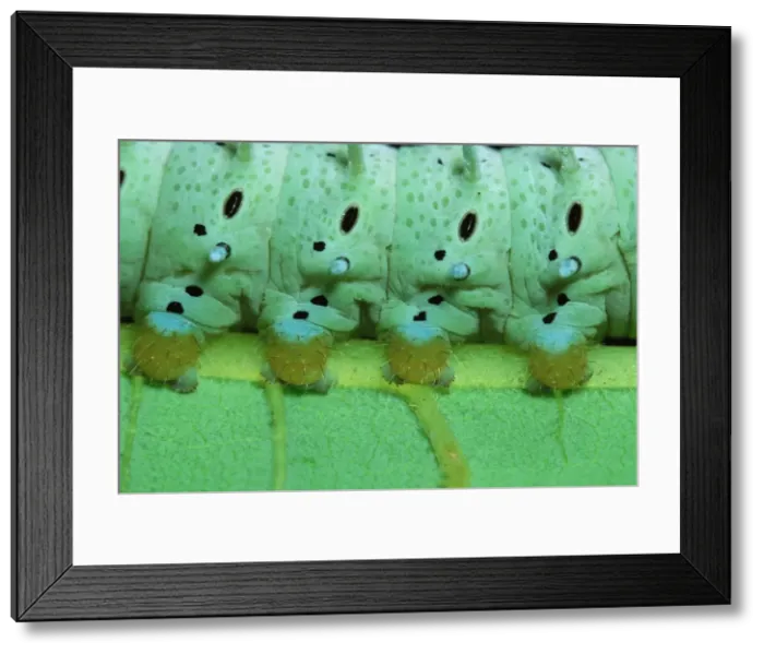 Framed Print : Eri Silkmoth Caterpillar - detail of, on a Tree-of-heaven's leave. South East Asia, acclimatized in France Framed Print : Eri Silkmoth Caterpillar - detail of, on a Tree-of-heaven's leave. South East Asia, acclimatized in France