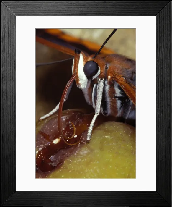 Framed Print : Two-tailed Pasha  /  Foxy Charaxes