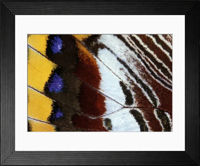 Framed Print : Two-tailed Pasha  /  Foxy Charaxes