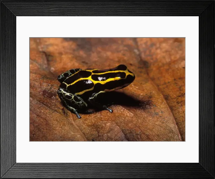 Framed Print : Poison Arrow / Poison Dart Frog Framed Print : Poison Arrow / Poison Dart Frog