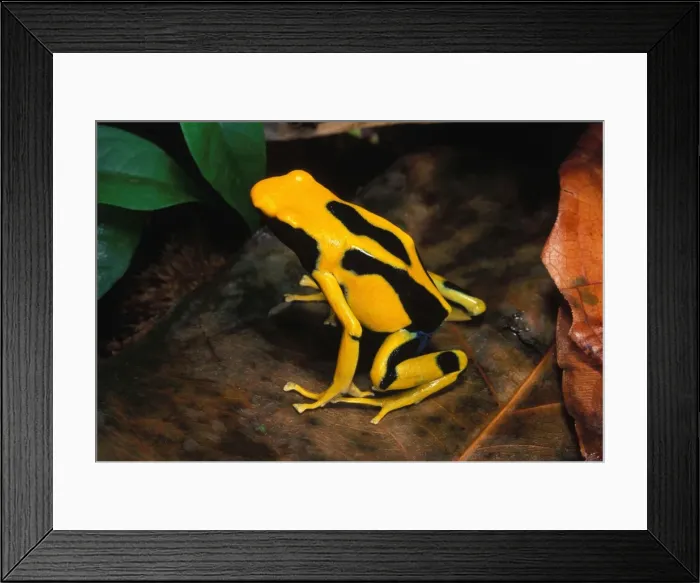 Framed Print : Dyeing Poison Arrow / Poison Dart Frog Framed Print : Dyeing Poison Arrow / Poison Dart Frog