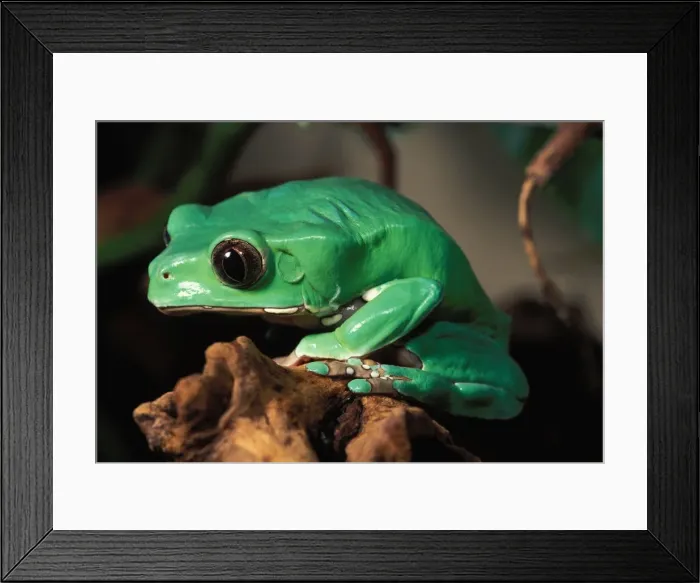 Framed Print : Monkey Tree Frog Framed Print : Monkey Tree Frog