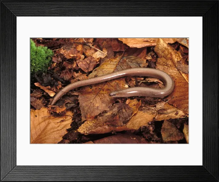 Framed Print : Slow Worm. Europe Framed Print : Slow Worm. Europe