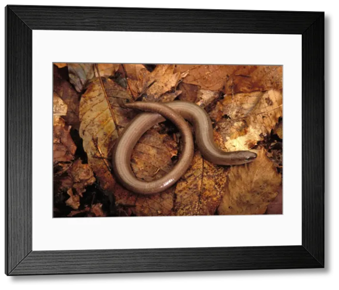 Framed Print : Slow Worm Europe Framed Print : Slow Worm Europe