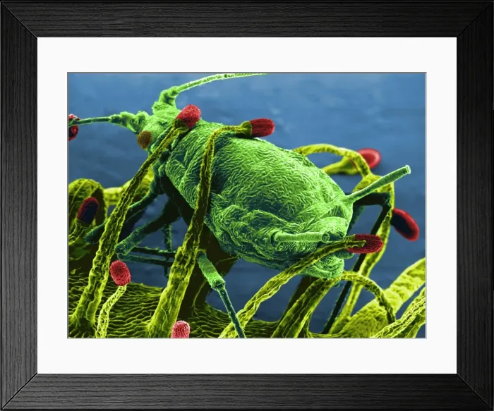 Framed Print : Drosera pulchella rosea'. Drosera. Greenfly caught by the tentacles. (Electronic Scanning Microscopy) Framed Print : Drosera pulchella rosea'. Drosera. Greenfly caught by the tentacles. (Electronic Scanning Microscopy)