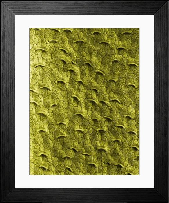 Framed Print : Pitcher Plant - the smooth and slippery surface of the upper part of the pitcher prevents insects from going up Framed Print : Pitcher Plant - the smooth and slippery surface of the upper part of the pitcher prevents insects from going up