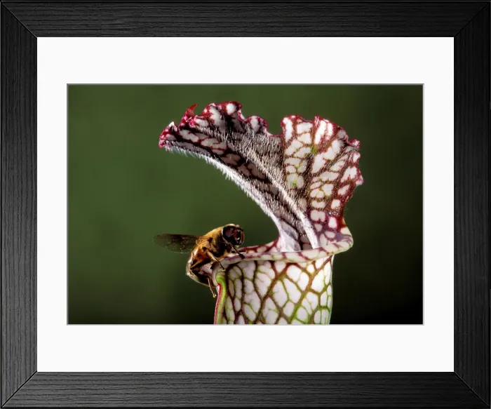 Framed Print : White Pitcher Plant - A dipterous comes near the slippery edge attracted by the sap of the plant Framed Print : White Pitcher Plant - A dipterous comes near the slippery edge attracted by the sap of the plant