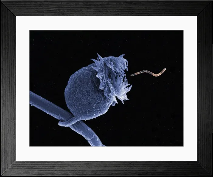 Framed Print : Bladderwort - Bladder-like sac, ready to suck a worm in. South Africa Framed Print : Bladderwort - Bladder-like sac, ready to suck a worm in. South Africa
