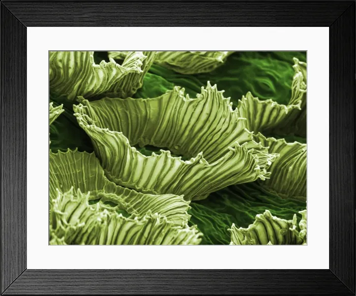 Framed Print : Anwyl Bromeliads - water is trapped under the scaly on the surface of the plant Framed Print : Anwyl Bromeliads - water is trapped under the scaly on the surface of the plant