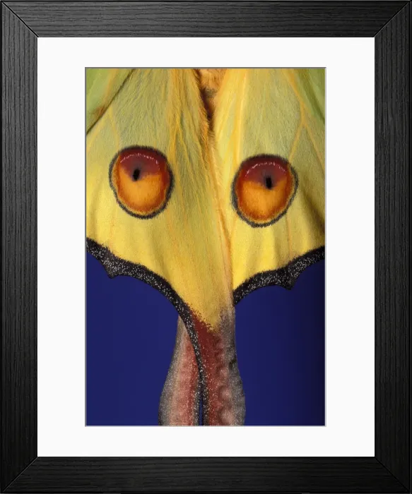 Framed Print : Madagascar Moon Moth - Detail of wings Madagascar Framed Print : Madagascar Moon Moth - Detail of wings Madagascar