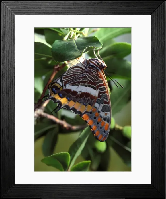 Framed Print : Two-tailed Pasha  /  Foxy Charaxes