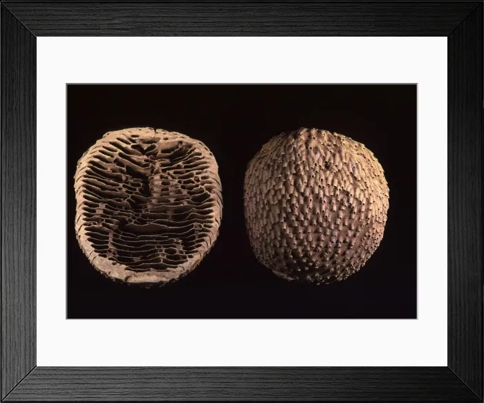 Framed Print : Termite - nest cut in half Framed Print : Termite - nest cut in half