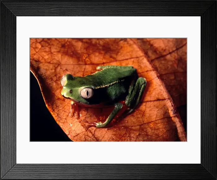Framed Print : Tree frog French Guyana forest Framed Print : Tree frog French Guyana forest