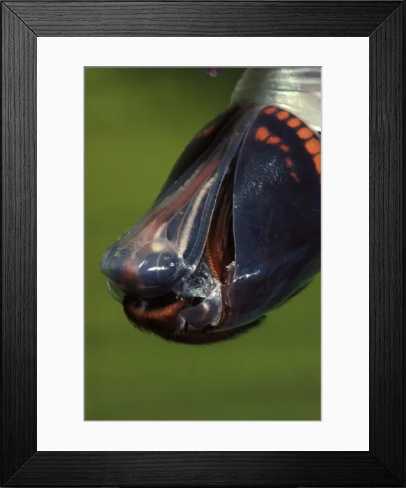 Framed Print : Two-tailed Pasha / Foxy Charaxes Framed Print : Two-tailed Pasha / Foxy Charaxes