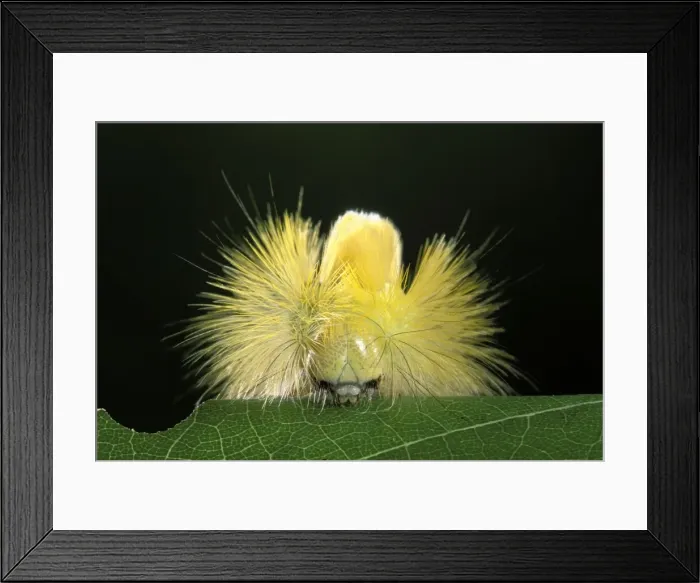 Framed Print : Red Tail Moth - head of a caterpillar spike with its prickly hair Framed Print : Red Tail Moth - head of a caterpillar spike with its prickly hair