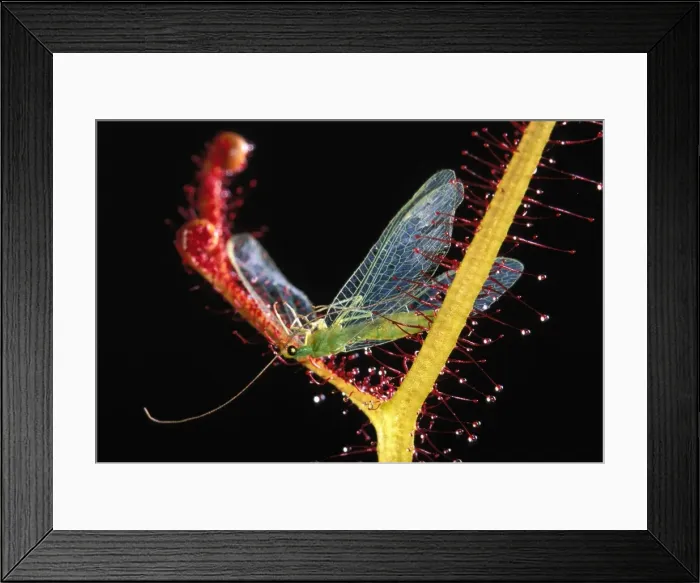 Framed Print : Fork-leaved Sundew - with trapped Green Lacewing Framed Print : Fork-leaved Sundew - with trapped Green Lacewing