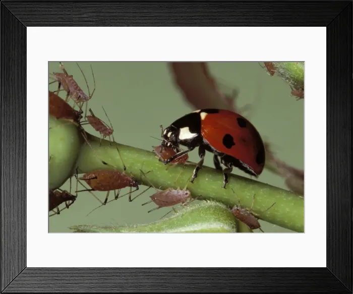 Framed Print : Ladybird - feeding on Aphids Framed Print : Ladybird - feeding on Aphids